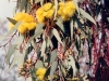 yellow eucalypt