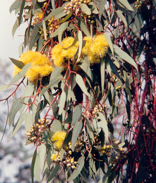 yellow eucalypt
