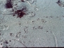 sand-dunes