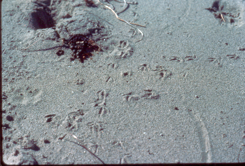 footprints 1