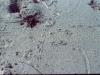 footprints 1