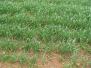 wheat-project