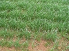 young wheat