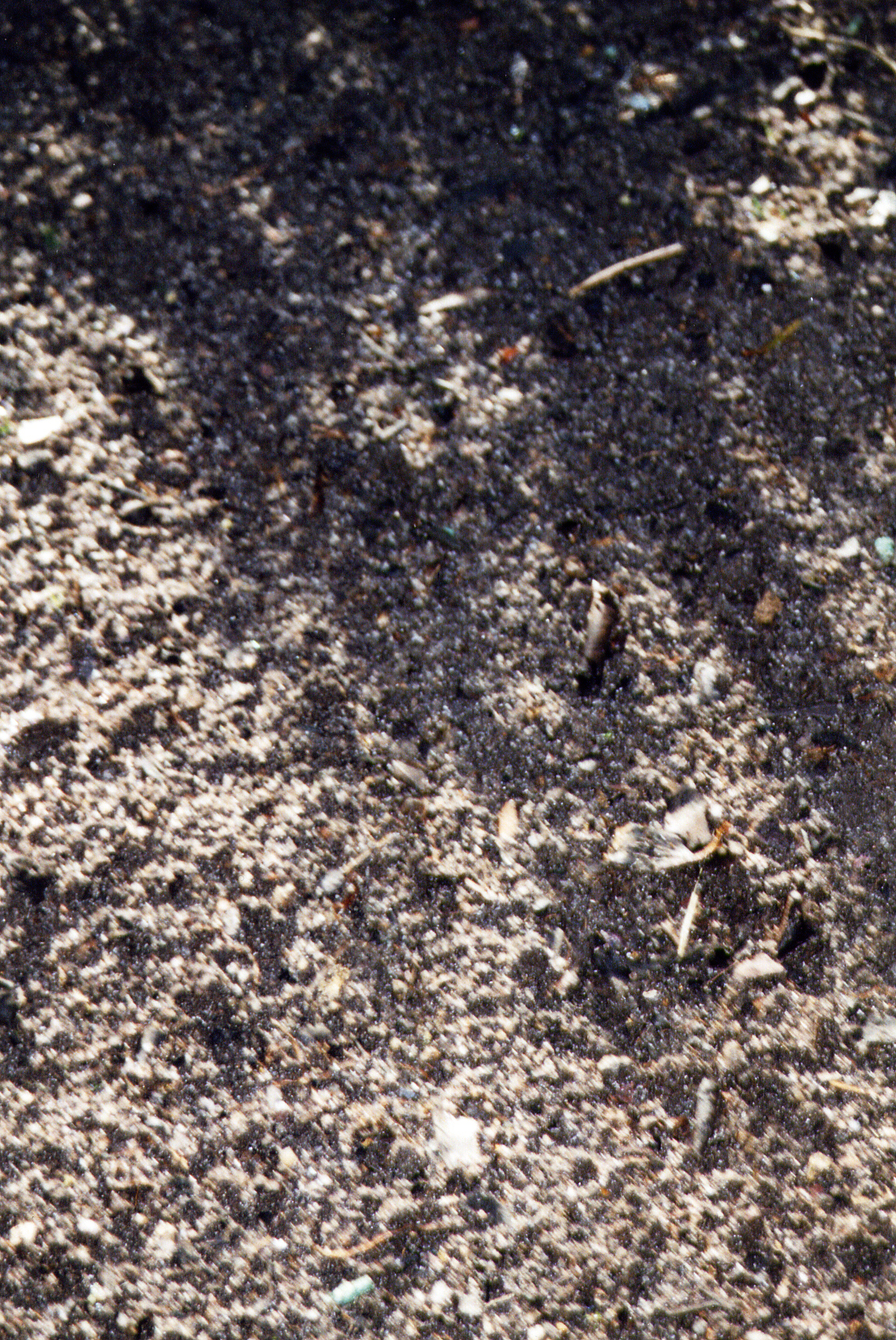 Wheat 7